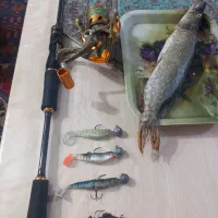 لنسر اسپین|ماهیگیری|سهند, |دیوار