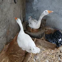 غاز.مرغ عشق .مرغ مینا