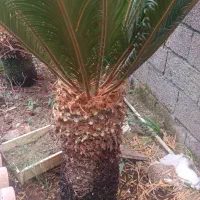 فروش انواع و اندازه گل‌های تزئینی ، سیکاس و غیره|گل و گیاه طبیعی|تهران, انبار نفت|دیوار