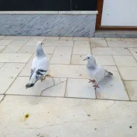 مجسمه کبوتر شامی|مجسمه، تندیس، ماکت|بیرجند, |دیوار