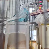 مرغ عشق انگلیسی