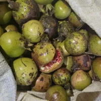 انار ترش