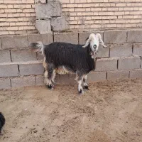 بز دو بیگ نر|حیوانات مزرعه|گتوند, |دیوار