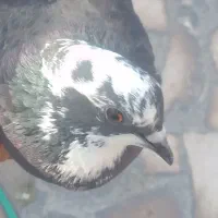 کبوتر برای فروش