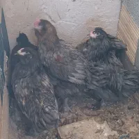 جوجه آراکانا و لاکنزی تخم آبی