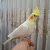 فروش عروس هلندی