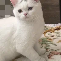 توله گربه های بریتیش انگورا|گربه|تبریز, |دیوار