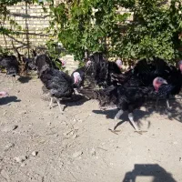 بوقلمون چاق و ارگانیک برنزسینه پهن|حیوانات مزرعه|ابهر, |دیوار