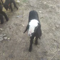 بره شیری افشار شال|حیوانات مزرعه|ایلام, |دیوار