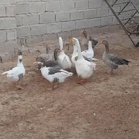 غوغاز