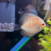 اکواریوم همراه با ماهی با تجهیزارت|ماهی|زابل, |دیوار