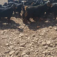 بز جوان|حیوانات مزرعه|سیوان, |دیوار