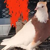 کفتر یا کبوتر|پرنده|محمدشهر, یزدیها|دیوار