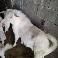 بزسنان
