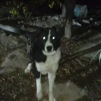 سگ نر قدریجان