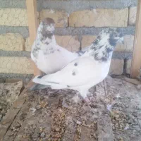 فروش تعدادی کبوتر پرشی