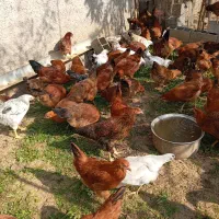 جوجه گلپایگان سالم چهار ماهه