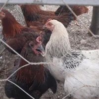 فروش خروس|حیوانات مزرعه|هشتگرد, هیو|دیوار