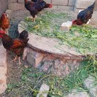 خروس محلی جوان