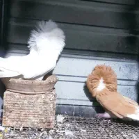 کبوتر شامپیون  یال بلند