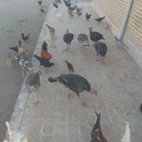 مرغ وبوقلمون|حیوانات مزرعه|صحنه, |دیوار