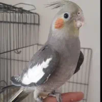 دو عدد عروس هلندی نژاد سخنگو
