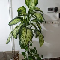 دیفن