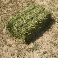فروش یونجه
