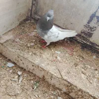 کبوتر|حیوانات|سمیرم, |دیوار