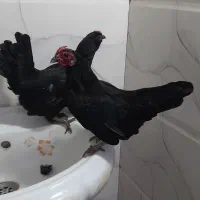 مرغ خروس رزمکامپ،جانپیز ،سیبرایت