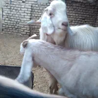 گوسفند(دبر و بز)