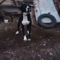 سگ مخصوص نگهبانی باغ دامداری یا خانه ویلای|سگ|گرگان, |دیوار