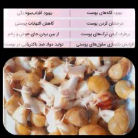 حلزون آلبینو