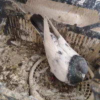 کبوتر نر|پرنده|چمران, |دیوار