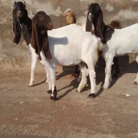 سه پتیری. خالص با یک کامور زرد. همه آبستن با ضمانت|حیوانات مزرعه|تایباد, |دیوار