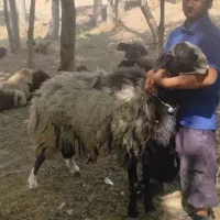 قوچ چالی