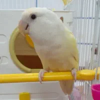 فروش یک جفت طوطی برزیلی اهلی و سخنگو|پرنده|بهبهان, |دیوار