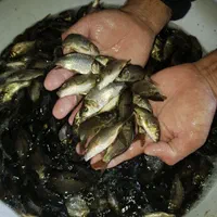 پرورش بچه ماهی کپور تاتا،