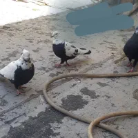 کبوتر دمسیاه