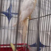 عروس هلندی نر زعفرانی سر حال بازی کوش|پرنده|عجب شیر, |دیوار