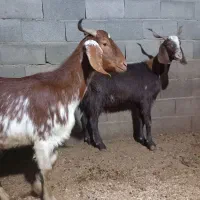 بز پاکستانی دورگ داشتی تمام جنس