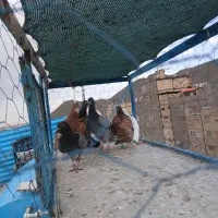 کفتر پرشی هوایی ۶ عدد