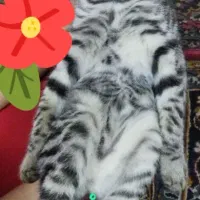 گربه اسکاتیش|گربه|قم, نوبهار|دیوار