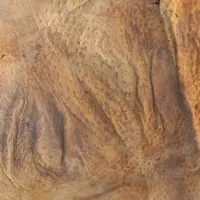 چرم شتر مرغ