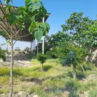 ملک جهت دامداری، شتر مرغ گاوداری گلخانه باغ پاکدشت|فروش دفتر صنعتی، کشاورزی، تجاری|پاکدشت, پاکدشت (مامازند)|دیوار