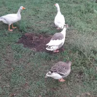 غازمحلی نروماده