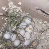 یه جفت فنچ تخم جوجه درست|پرنده|بردسکن, |دیوار