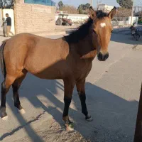 کره اسب نریان 7ماهه قدم ترکمن