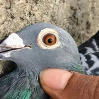 فروش فوری یک جفت کبوتر پلاکی