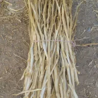 کار در کارگاه تنباکو